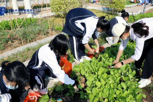 番茄开花、青菜下锅，深圳学生吃上了自己的劳动“果实”！